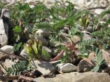 Astragalus resupinatus. Зацветающее растение. Краснодарский край, г. Новороссийск, мыс Шесхарис, приморский склон. 22.03.2014.