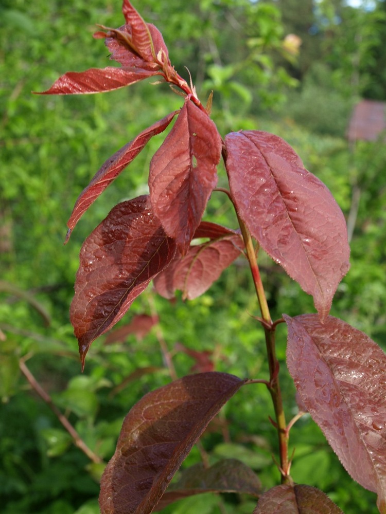Image of Prunus ussuriensis specimen.