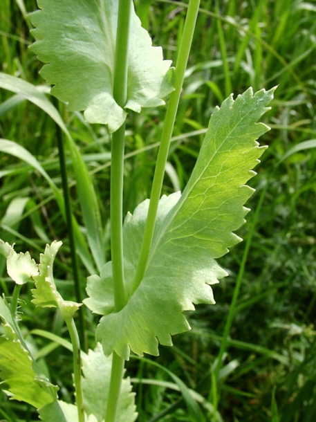 Изображение особи Papaver somniferum.