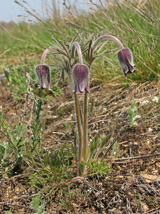 Image of Pulsatilla bohemica specimen.