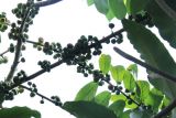 genus Ficus. Ветви с плодами и листьями. Таиланд, провинция Краби, курорт Ао Нанг. 17.12.2013.