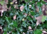 Ilex colchica. Верхушка ветви с бутонами. Краснодарский край, Апшеронский р-н, долина р. Мезмай. 02.05.2014.