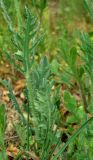 Papaver laevigatum