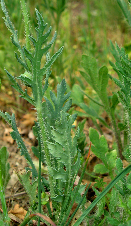 Image of Papaver laevigatum specimen.