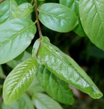 Aristotelia chilensis. Верхушка побега с молодыми листьями ('Maqui'). Германия, г. Дюссельдорф, Ботанический сад университета. 04.05.2014.