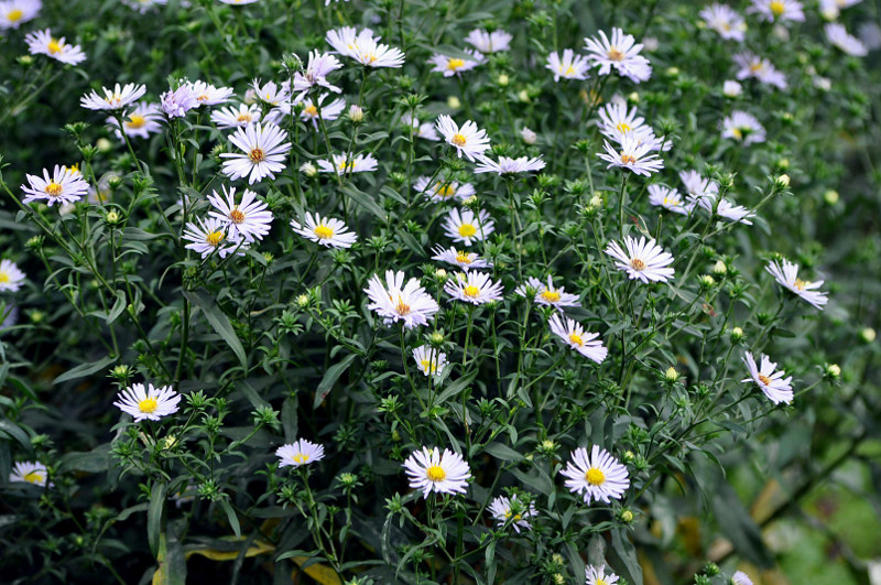 Image of Symphyotrichum novi-belgii specimen.