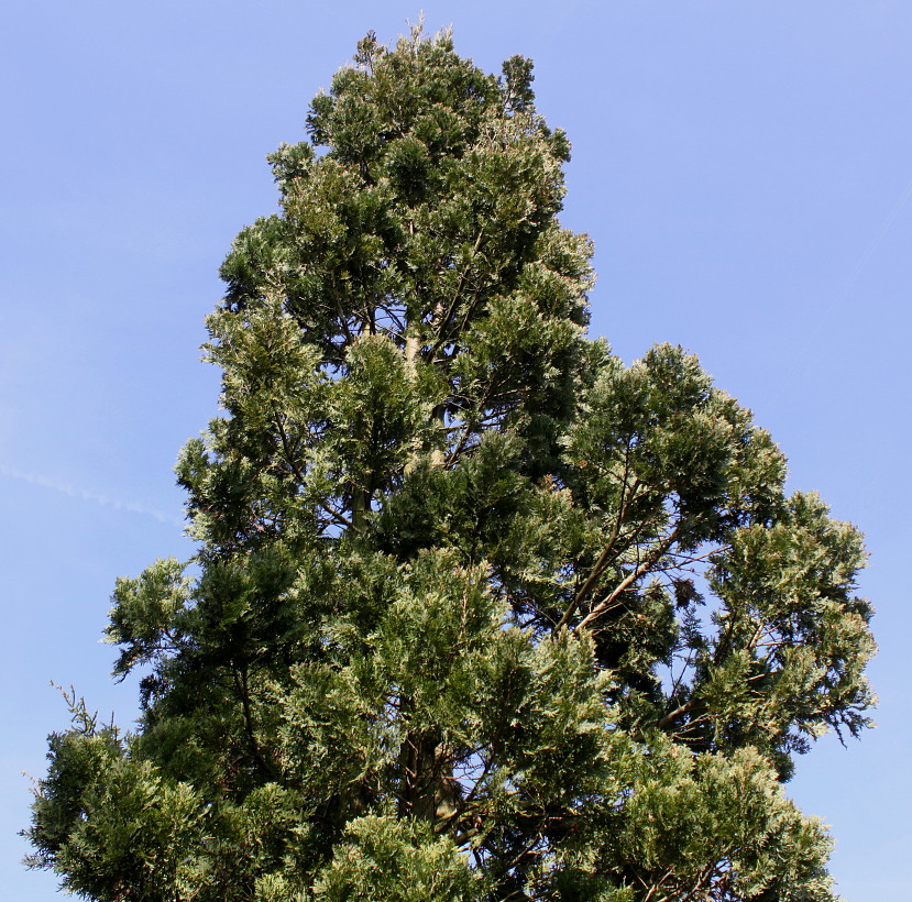 Изображение особи Austrocedrus chilensis.