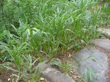 Falcaria vulgaris