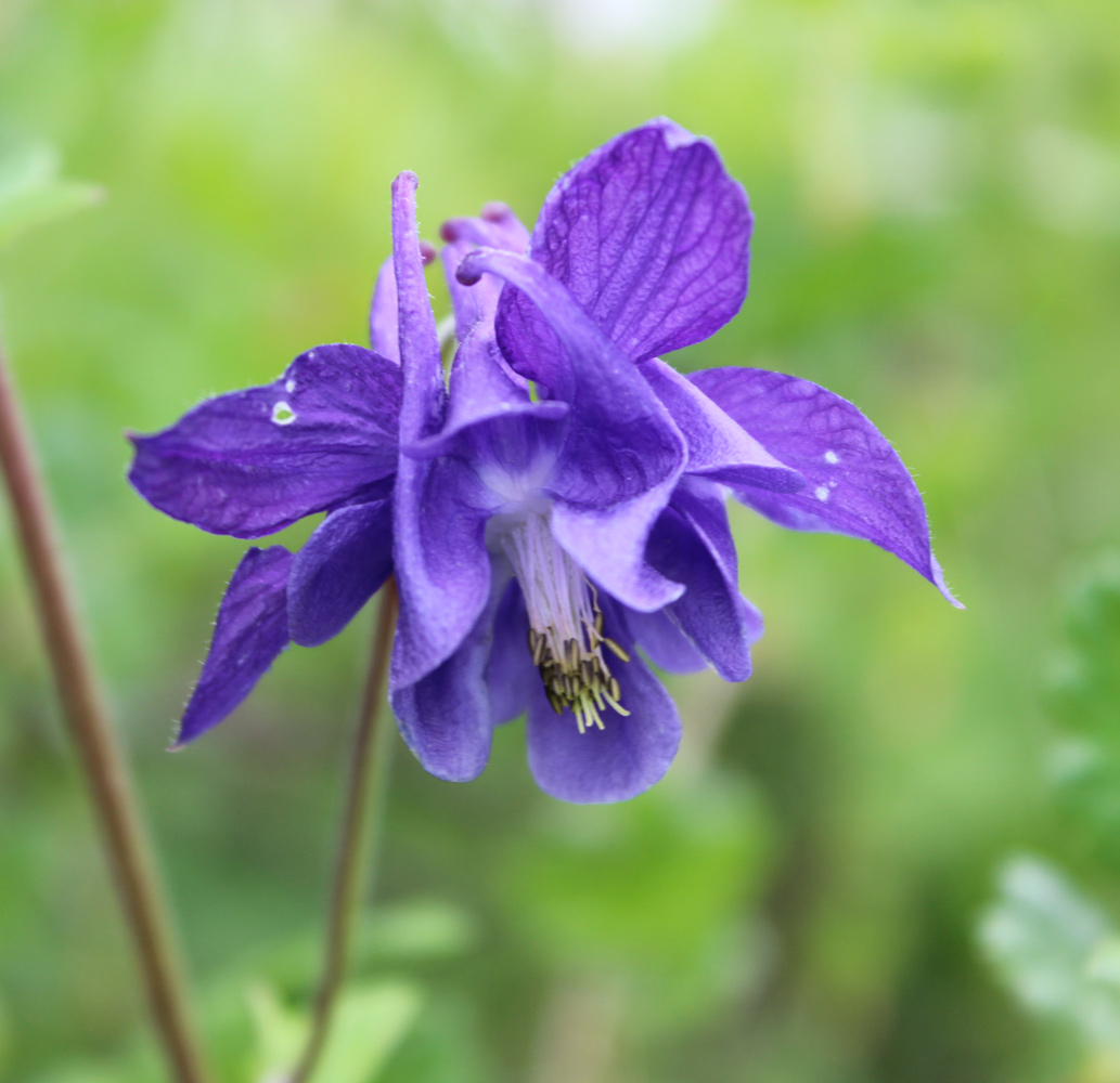 Изображение особи Aquilegia vulgaris.