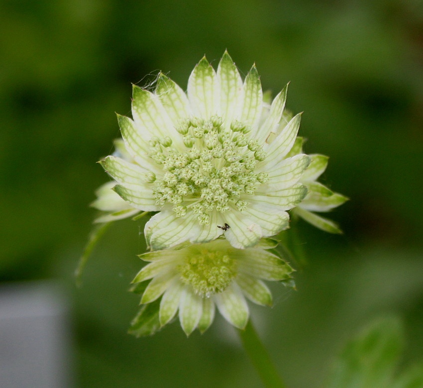 Image of Astrantia major specimen.