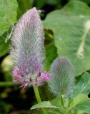 Trifolium rubens. Соцветия. Германия, г. Дюссельдорф, Ботанический сад университета. 02.06.2014.