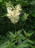 Filipendula ulmaria подвид denudata. Верхушка растения с распускающимся соцветием. Украина, Львовская обл., Дрогобычский р-н, г. Трускавец, Помярки, возле дороги на Трускавец. 14.06.2014.