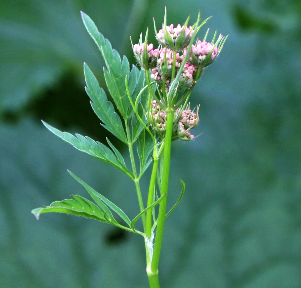 Изображение особи Chaerophyllum rubellum.