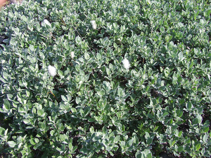 Изображение особи Salix lanata.