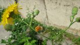 Sonchus arvensis subspecies uliginosus