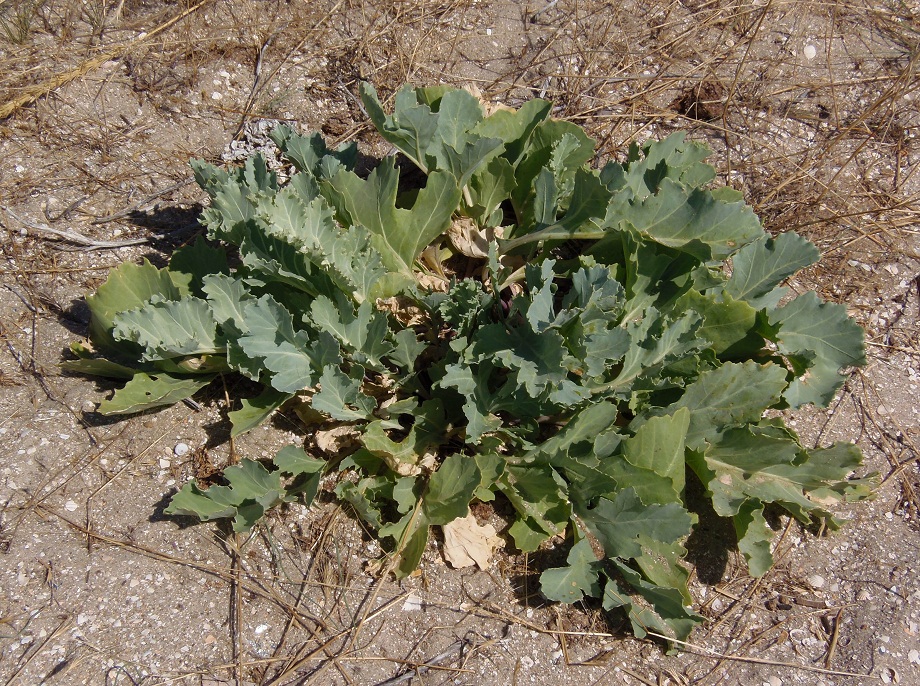 Изображение особи Crambe maritima.