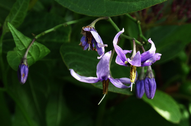 Изображение особи Solanum dulcamara.