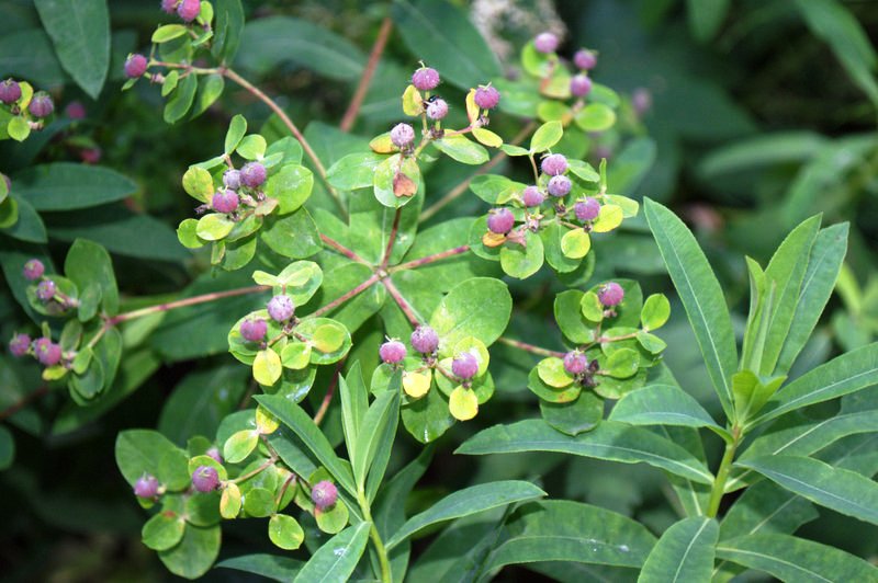 Image of Euphorbia carpatica specimen.