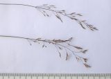Agrostis clavata