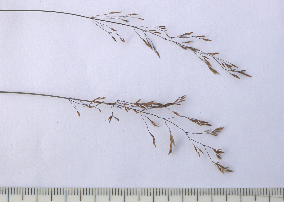 Изображение особи Agrostis clavata.