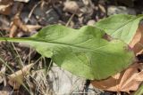 Solidago virgaurea. Листья в нижней части растения. Саратов, Кумысная поляна. 06.09.2014.