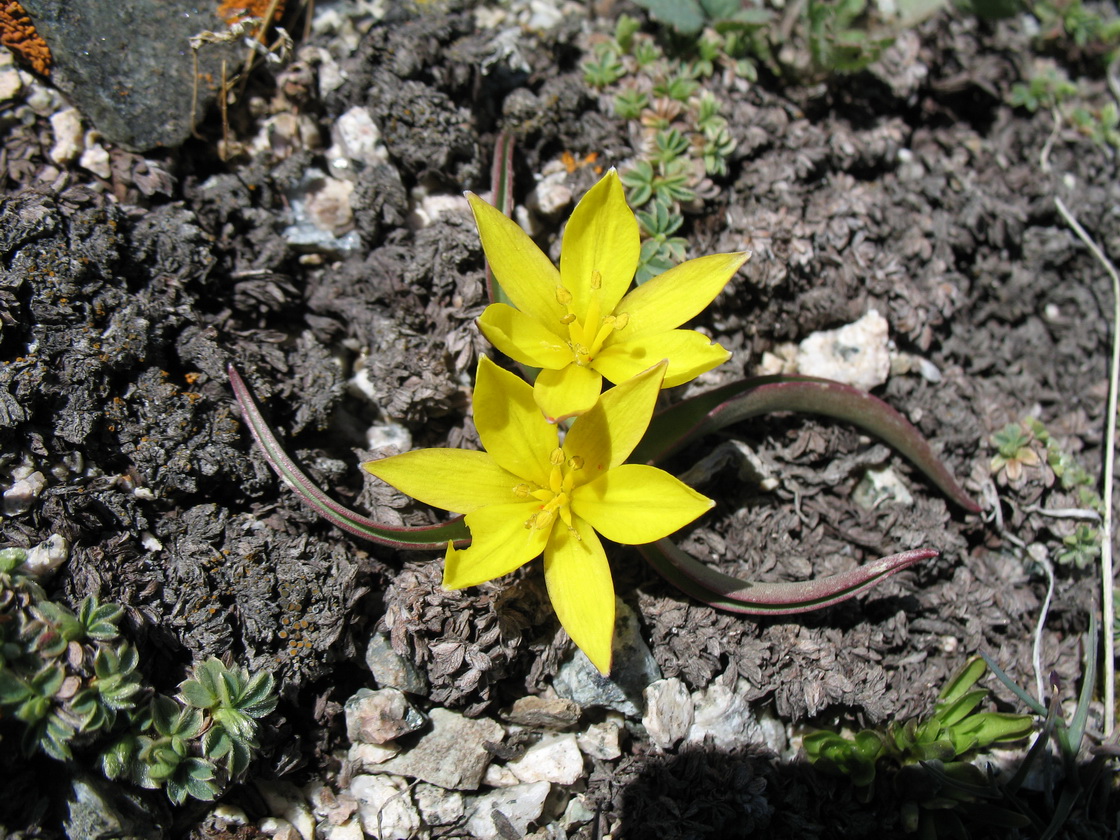 Image of Tulipa dasystemon specimen.