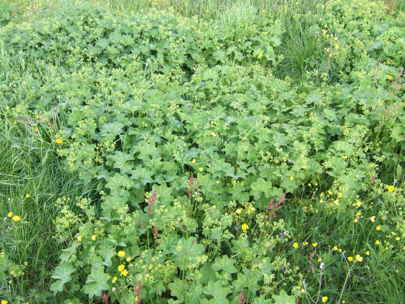 Image of genus Alchemilla specimen.