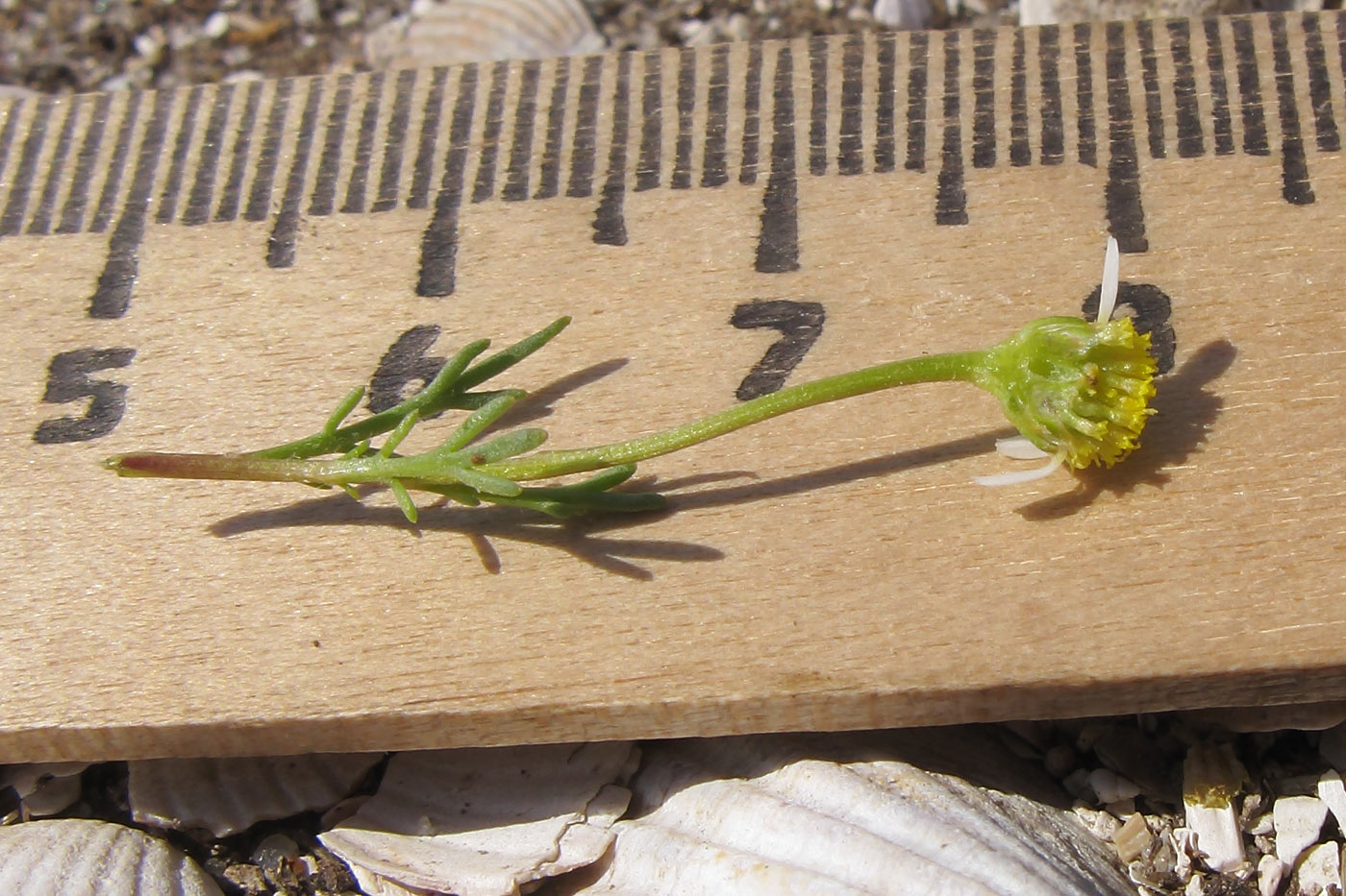 Image of Matricaria tzvelevii specimen.