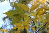 Acer triflorum