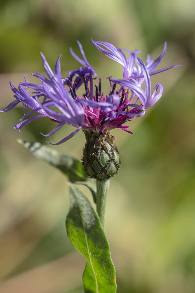 Image of Centaurea nigrofimbria specimen.