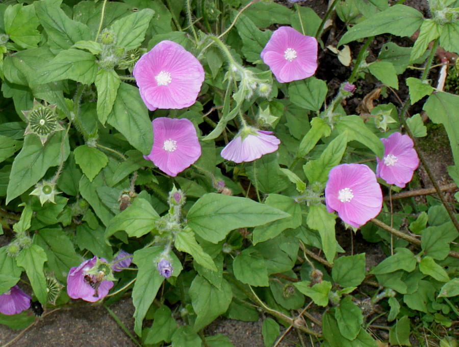 Image of Anoda cristata specimen.