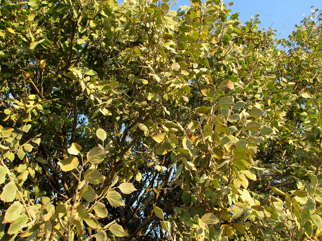 Image of genus Celtis specimen.