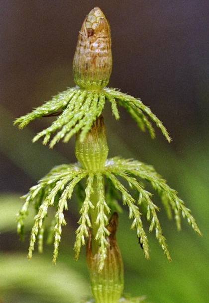 Изображение особи Equisetum sylvaticum.