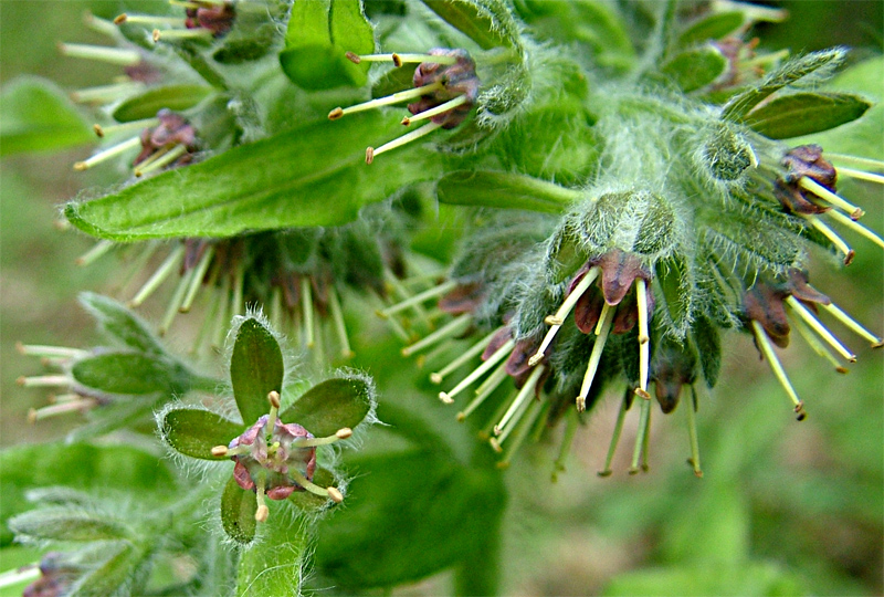 Изображение особи Solenanthus biebersteinii.