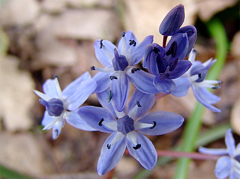 Изображение особи Scilla bifolia.