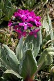 Primula turkestanica