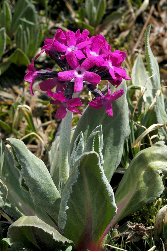 Изображение особи Primula turkestanica.