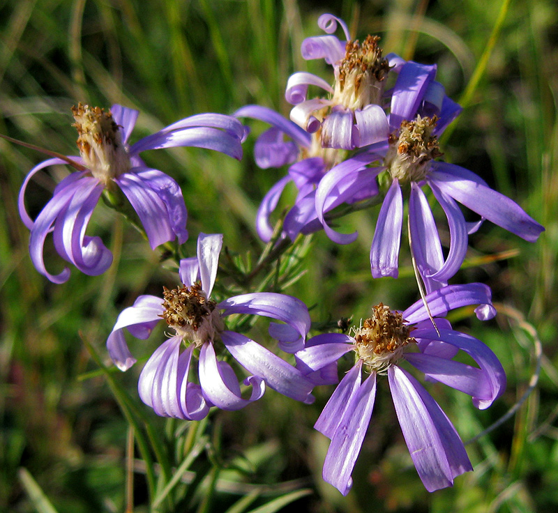 Image of Galatella angustissima specimen.