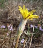 Scorzonera parviflora