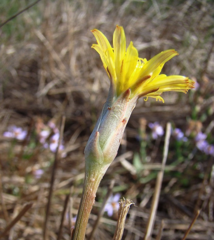 Image of Scorzonera parviflora specimen.