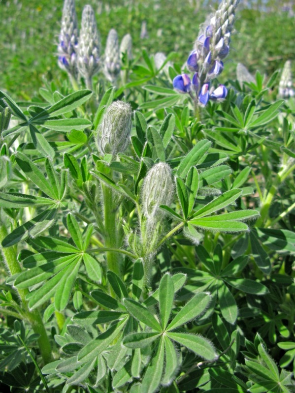 Image of Lupinus nootkatensis specimen.