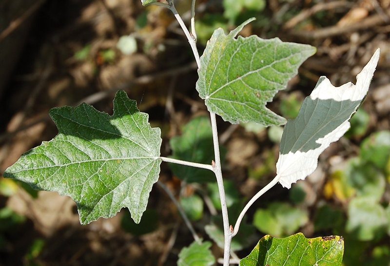 Image of Populus alba specimen.