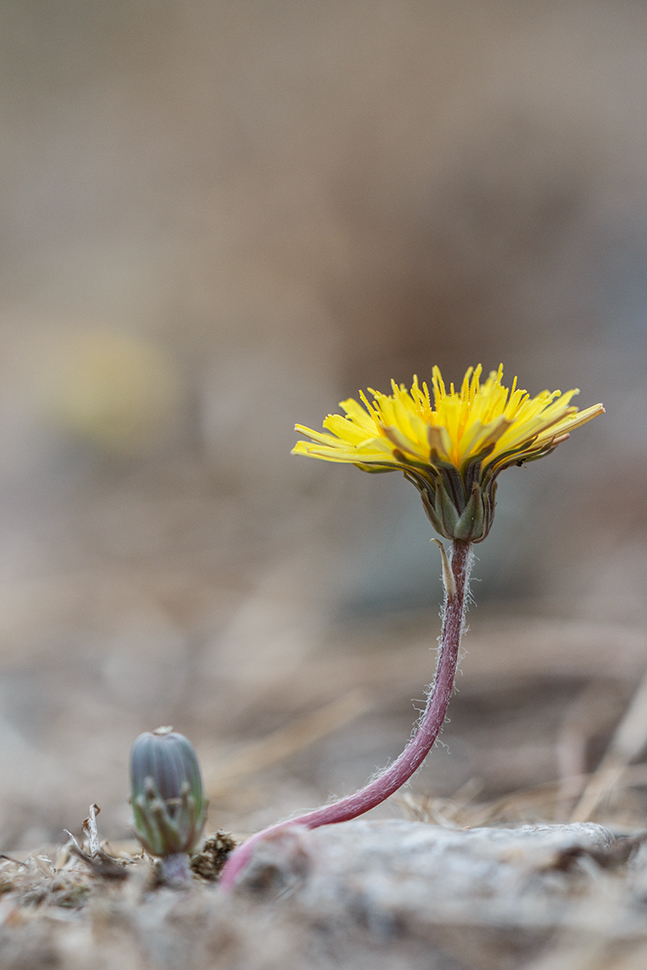 Изображение особи Taraxacum bessarabicum.