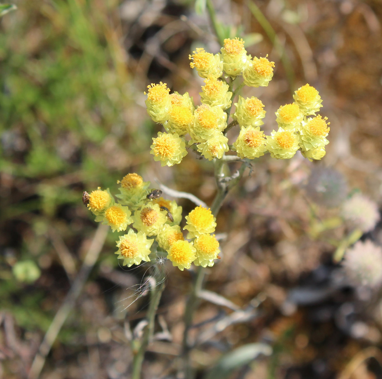 Image of Helichrysum arenarium specimen.
