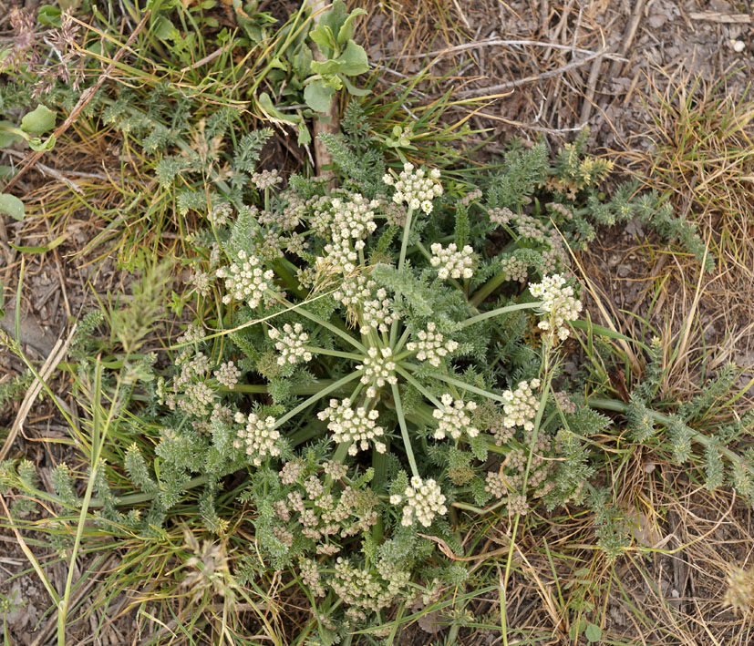 Image of Schrenkia golickeana specimen.