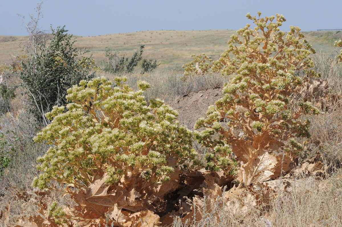 Image of Cousinia triflora specimen.