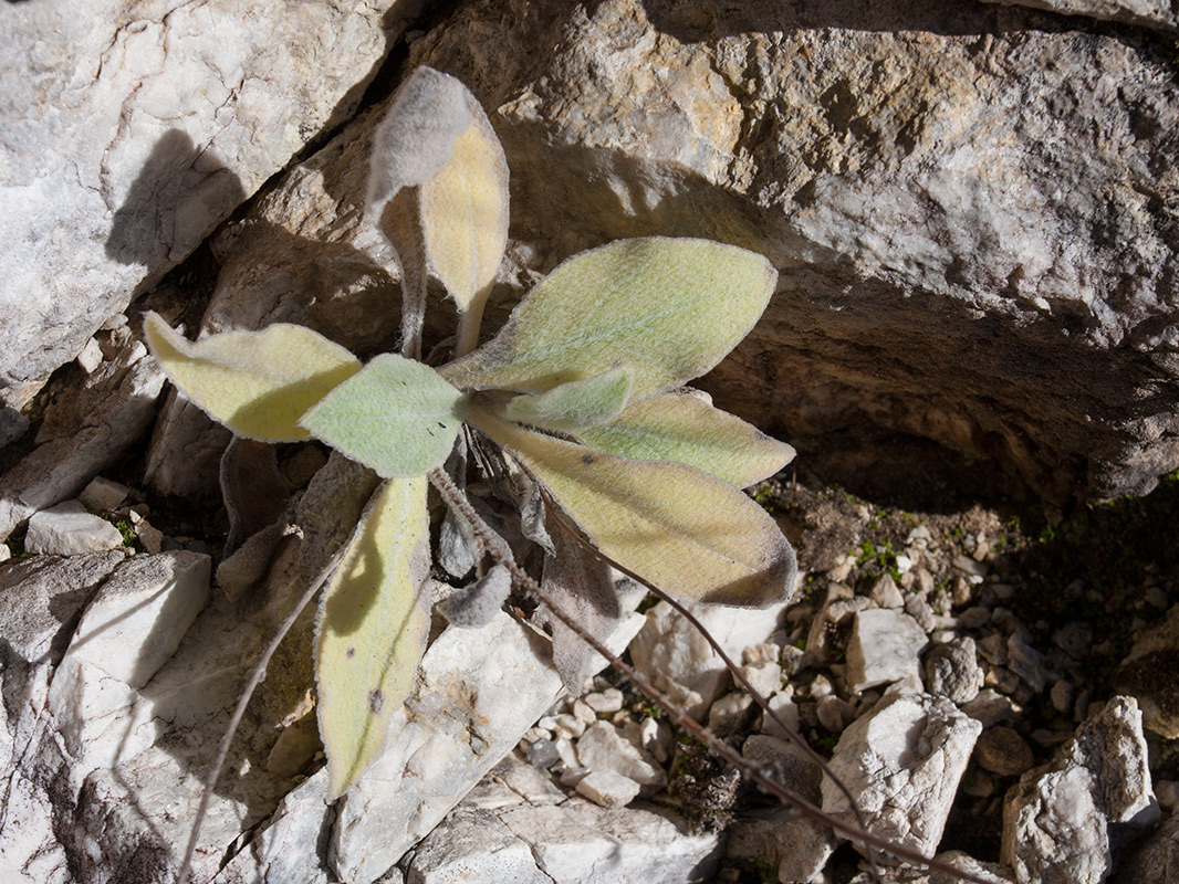 Изображение особи Hieracium pannosum.