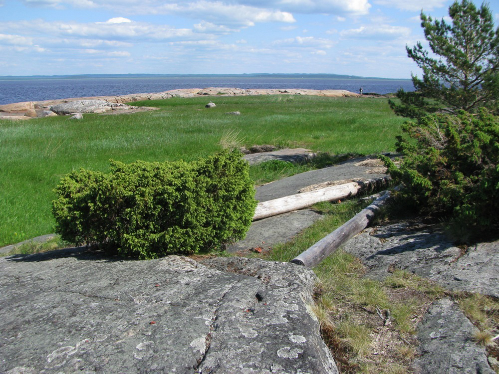 Изображение особи Juniperus communis.