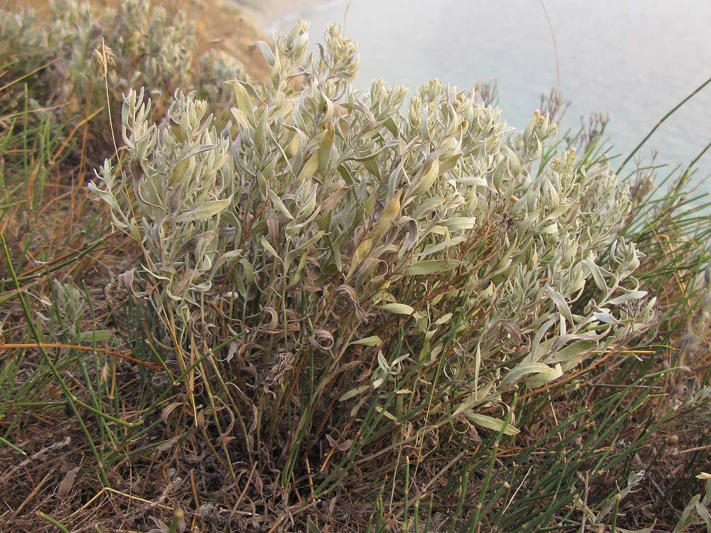 Image of Galatella villosa specimen.