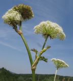 Laserpitium hispidum